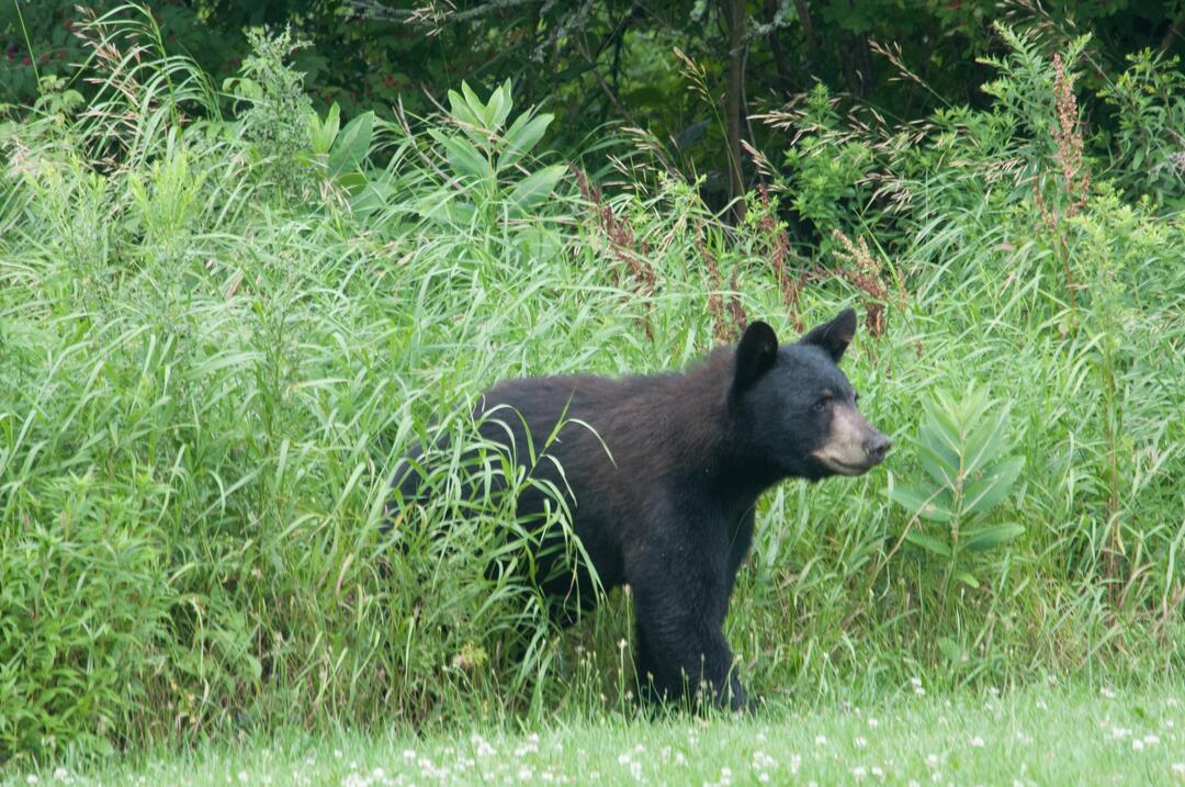 A black bear emerges from a milkweed patch into a yard.