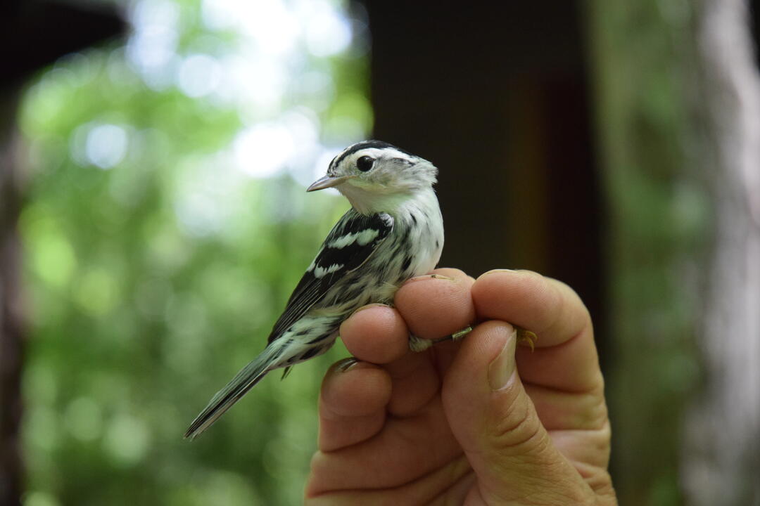 A freshly banded Black-and-white Warbler strikes a pose, looking to the left.