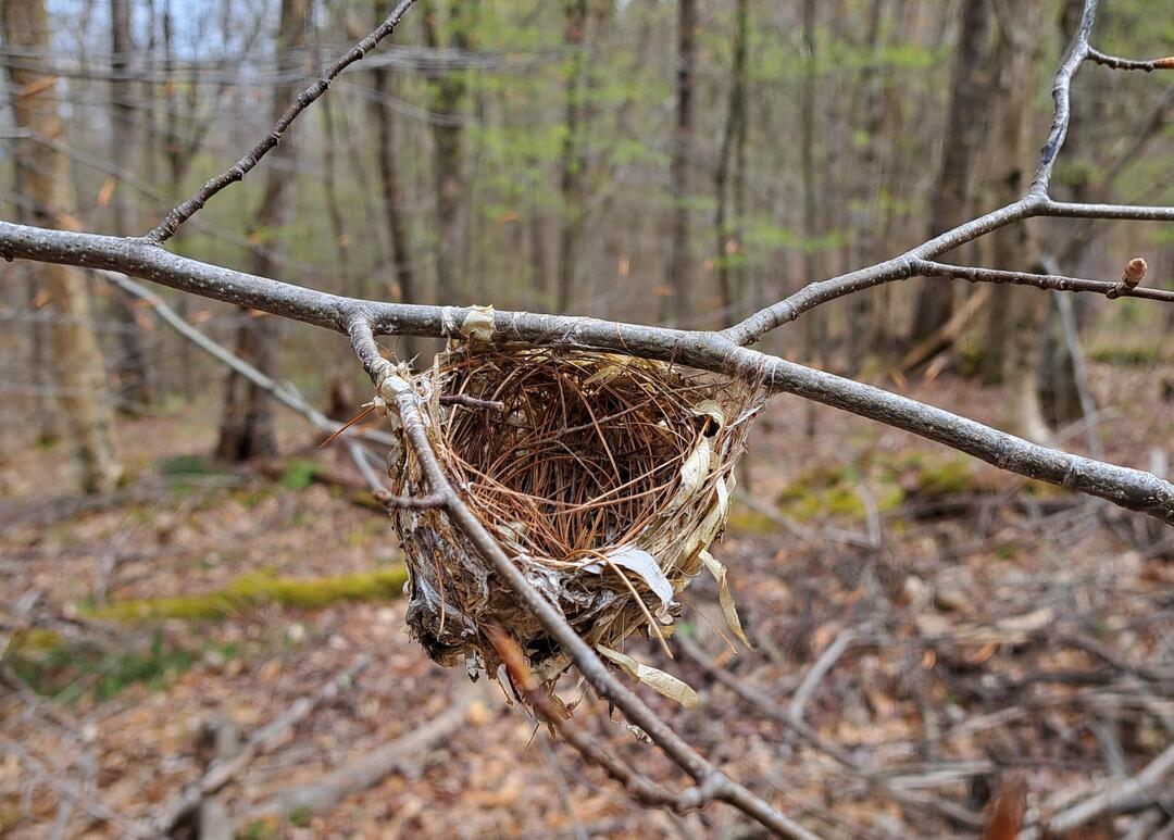 Is this a hanging birds nest? - Help Me Identify a North American