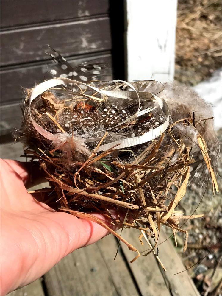 Build Your Own Bird Nest Audubon Vermont