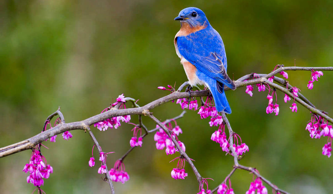 Bluebird watch best sale