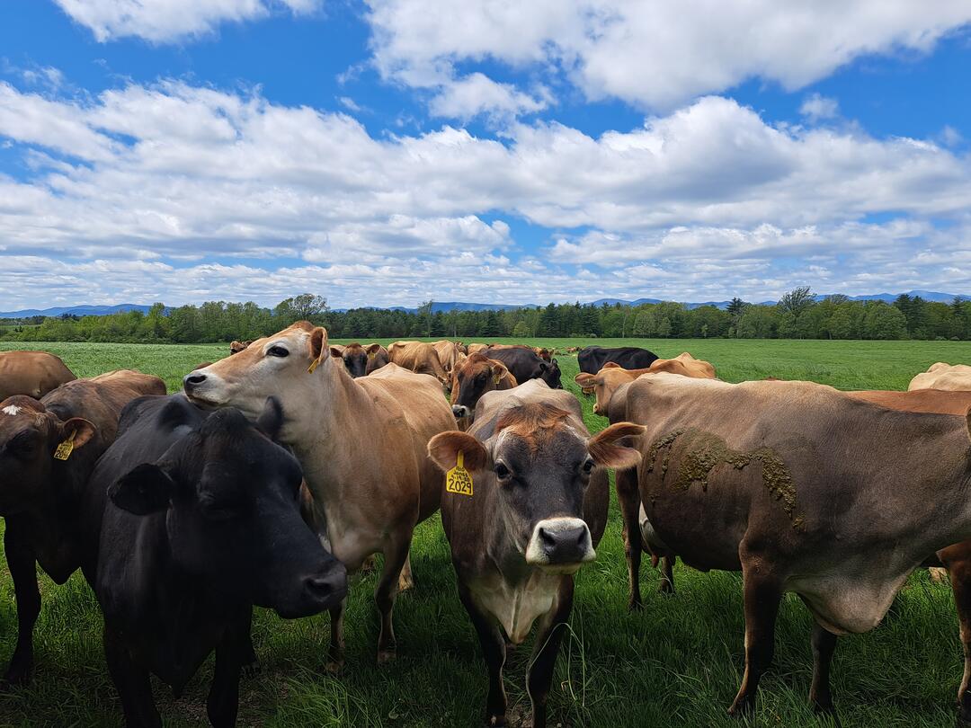 Jersey dairy cows up close gather and come to greet the photographer in a grass field