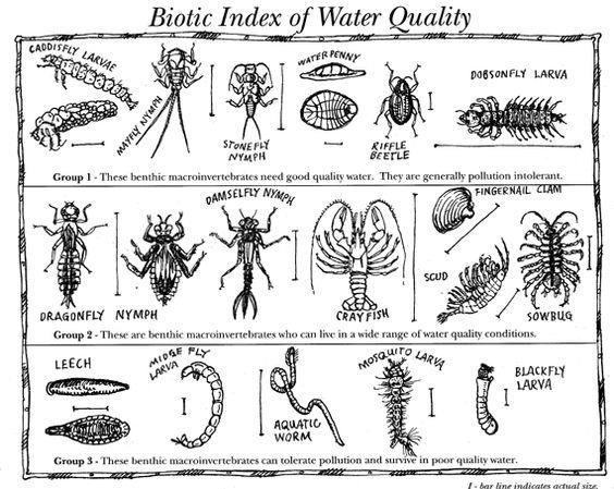 Macroinvertebrates | Audubon Vermont