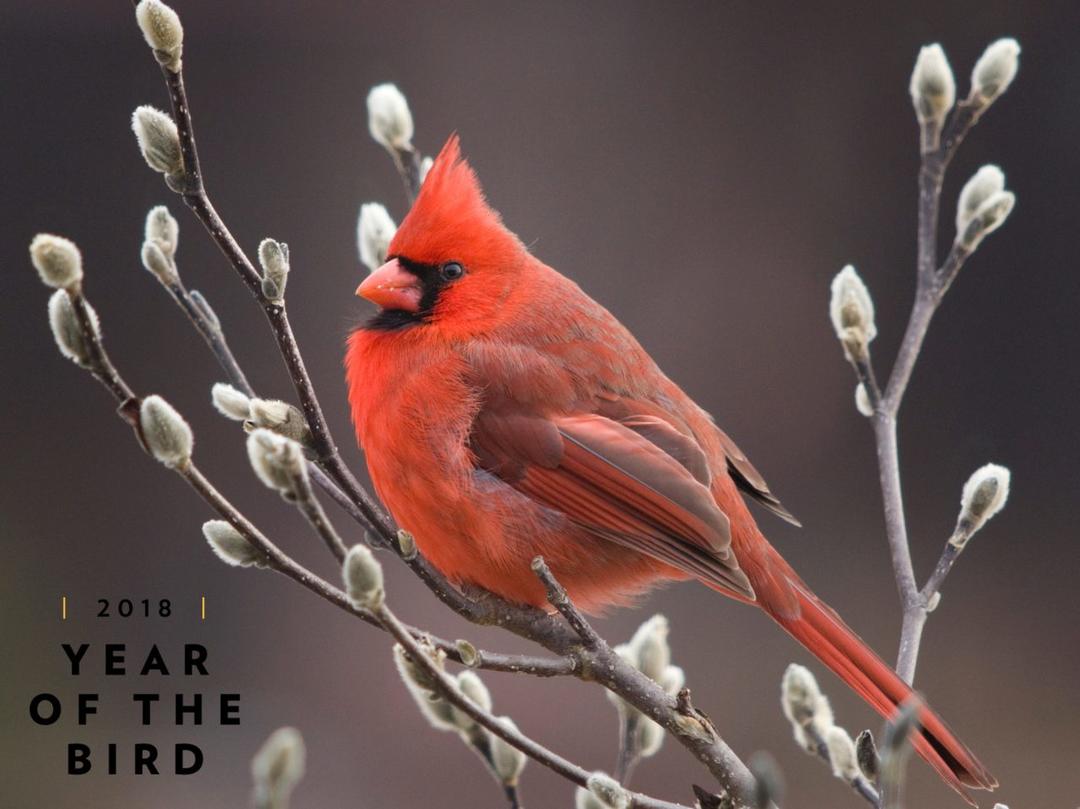 Welcome To The Year Of The Bird! | Audubon Vermont