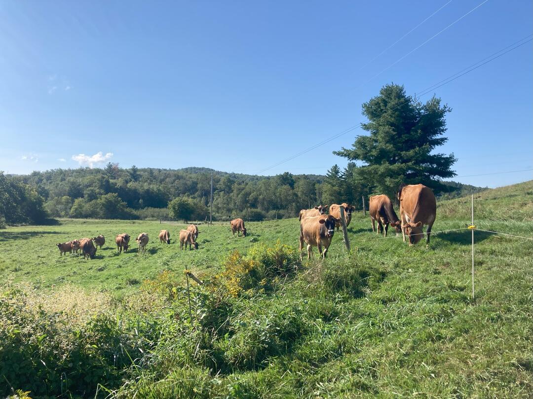 Dairy cows stand in a pasture they are grazing on a Vermont hillside farm