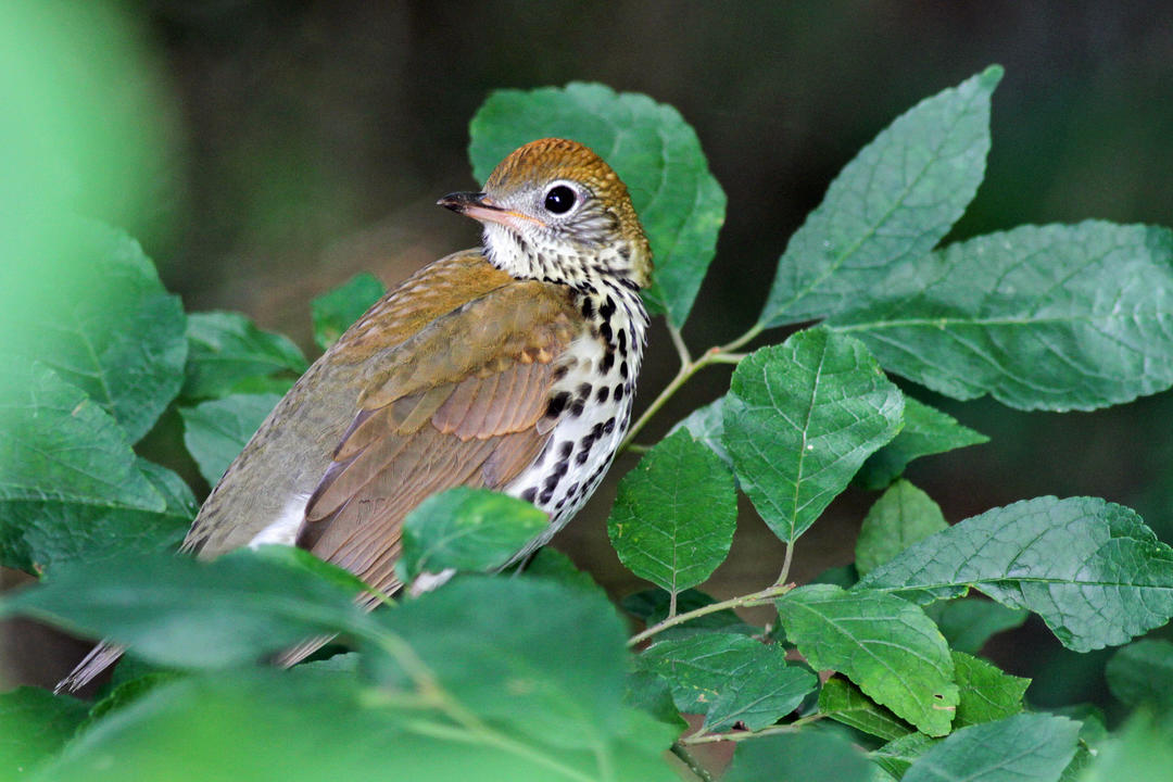 Wood Thrush with Winterberry