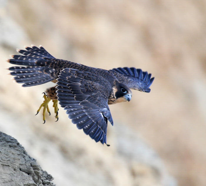 Project Peregrine – Thunder Bay Field Naturalists Club