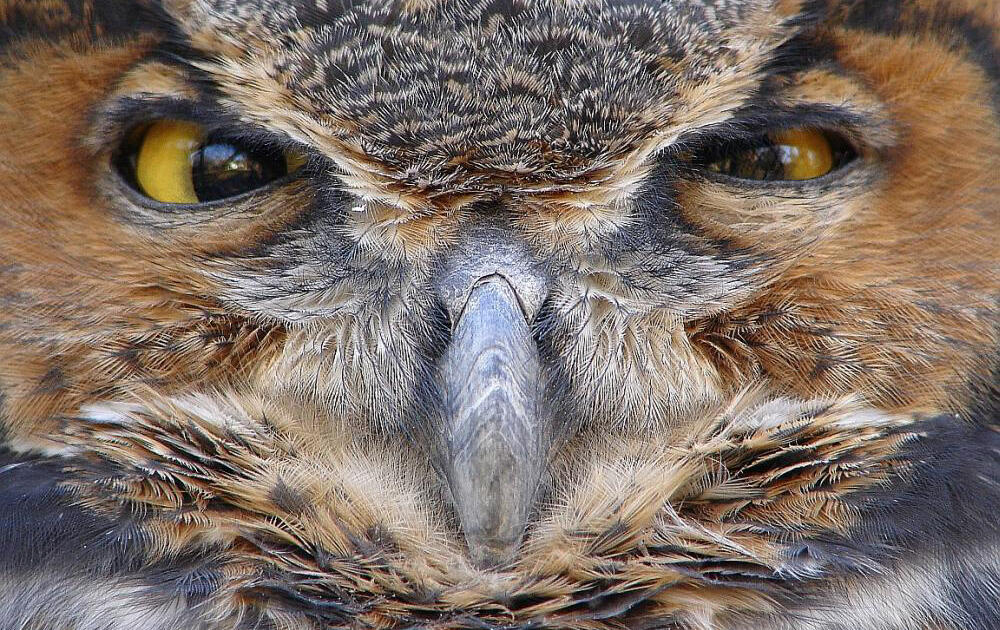 Birding at Home Who s Hooting Audubon Vermont