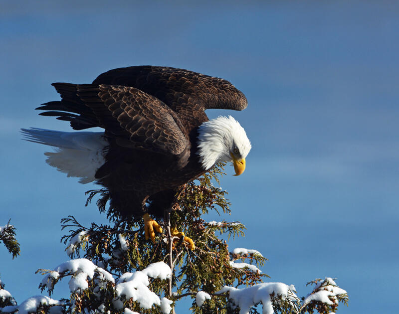 Winter is the time to spot bald eagles in Texas - Texas Farm Bureau