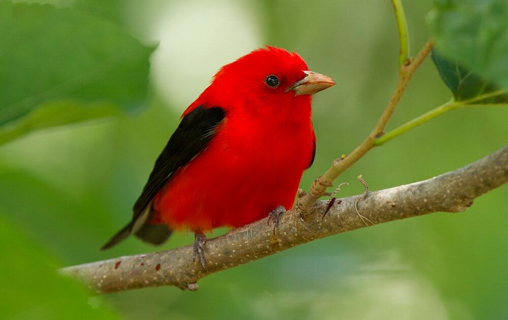 Birds of the Sugarbush: Scarlet Tanager