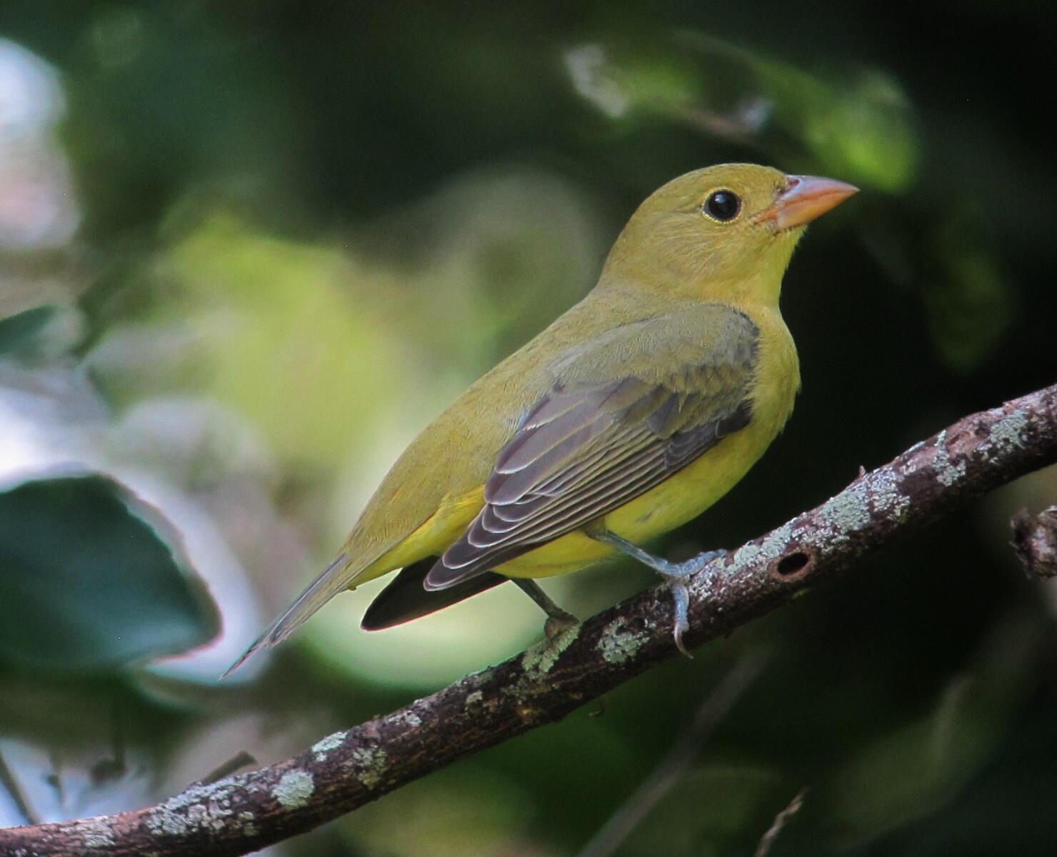 Birds of the Sugarbush: Scarlet Tanager