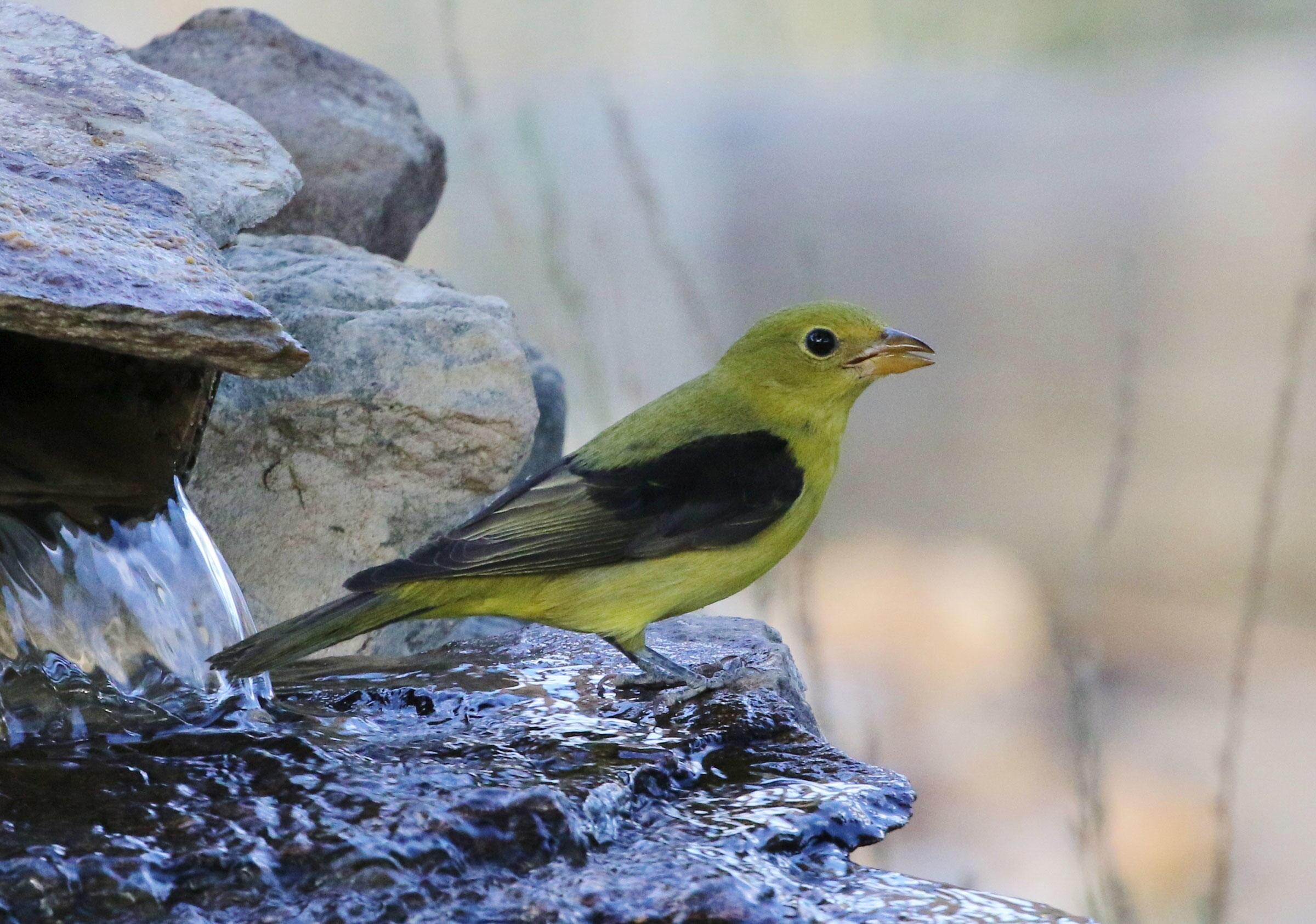 Birds of the Sugarbush: Scarlet Tanager