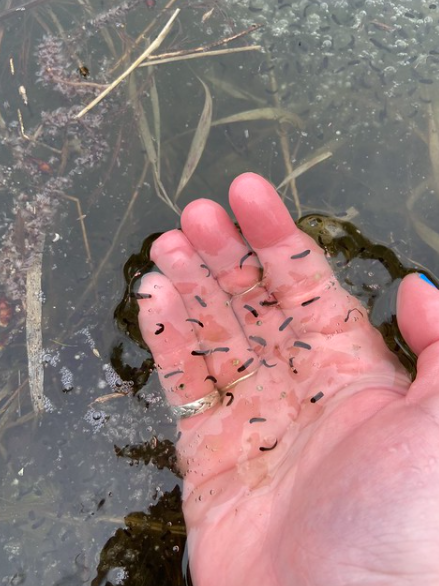 Tadpole eggs store